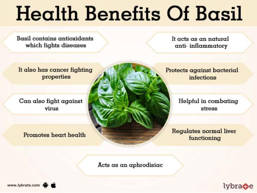 Health Benefits Of Basil