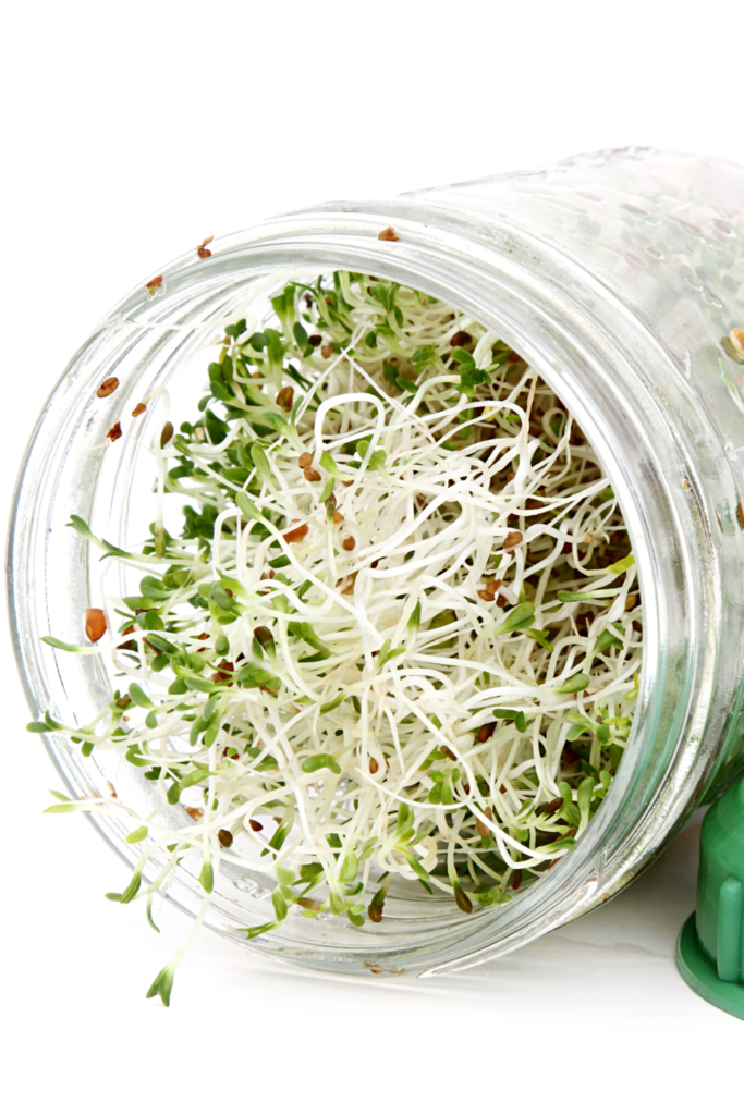 grow your own broccoli sprouts