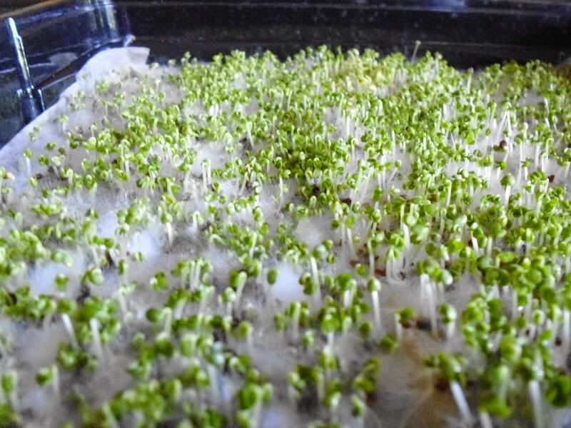 mold on sprouts