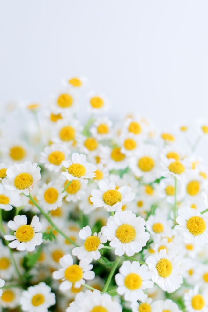 Safety and Effectiveness of Chamomile 
