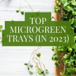 best microgreen trays pin