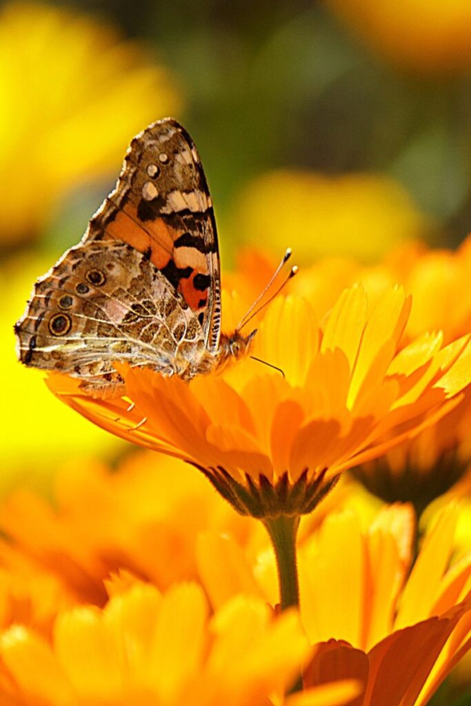 calendula flower with a butterfly on top